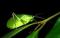 26113-a_Katydid