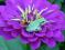 29751-Froggie_on_zinnia_flower