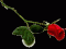 redrose