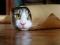 36913-images_cat_roll_