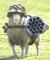 42070-Combat_Sheep