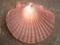 42256-Mexican_Flat_sea_shells