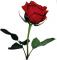46293-rose