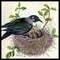twitnz.com
