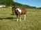 49192-Picture_20ZAK_20464_1_