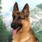 55422-GermanShepherd