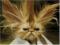 59708-badhairday