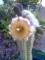 summernz