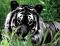 72205-Black_Tiger
