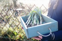 Winter Vege Garden