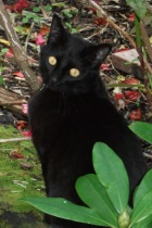 Parker the Cat