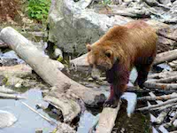 bear Alaska