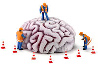 brain construction