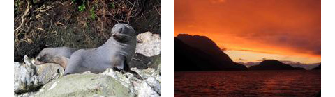 Fiordland Seals & Sunset