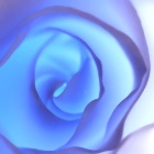 Drawing of the Elusive Blue Rose