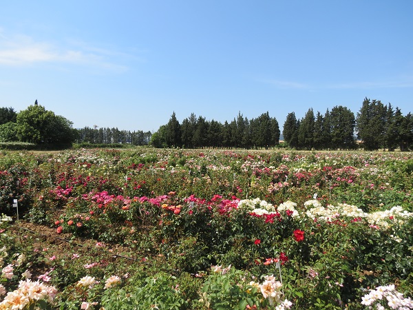 Meilland visit Meilland visit