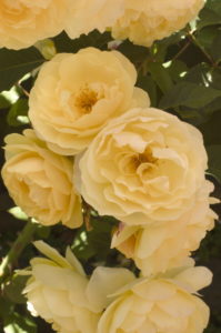 Rose Graham Thomas. (Photo by: MyLoupe/UIG via Getty Images)