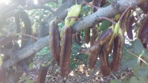 Ripening carob pods