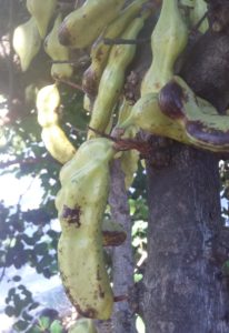 Unripe carob pods are creamy green in colour