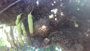 Carob pods grow directly from the branches and trunk of the tree