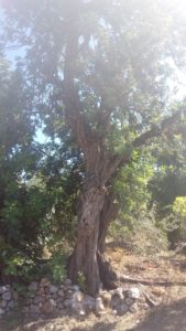 Carob trees tolerate drought conditions once they are established