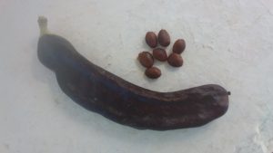 Mature carob pods and seeds