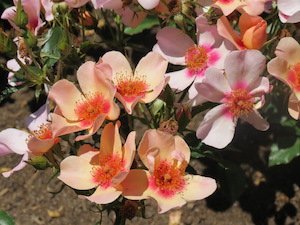 3-for-your-eyes-only