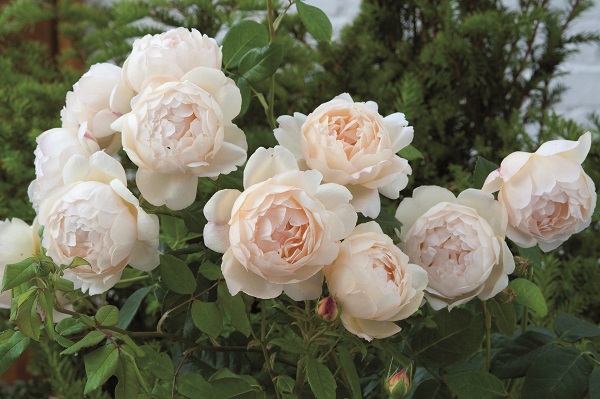 5. Wollerton Old Hall 5. Wollerton Old Hall