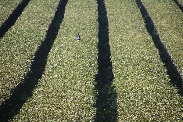 A pukeko prances with impunity on top of th tea bushes. A pukeko prances with impunity on top of th tea bushes.