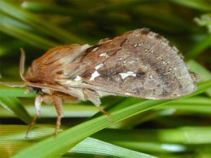 adult-porina-moth