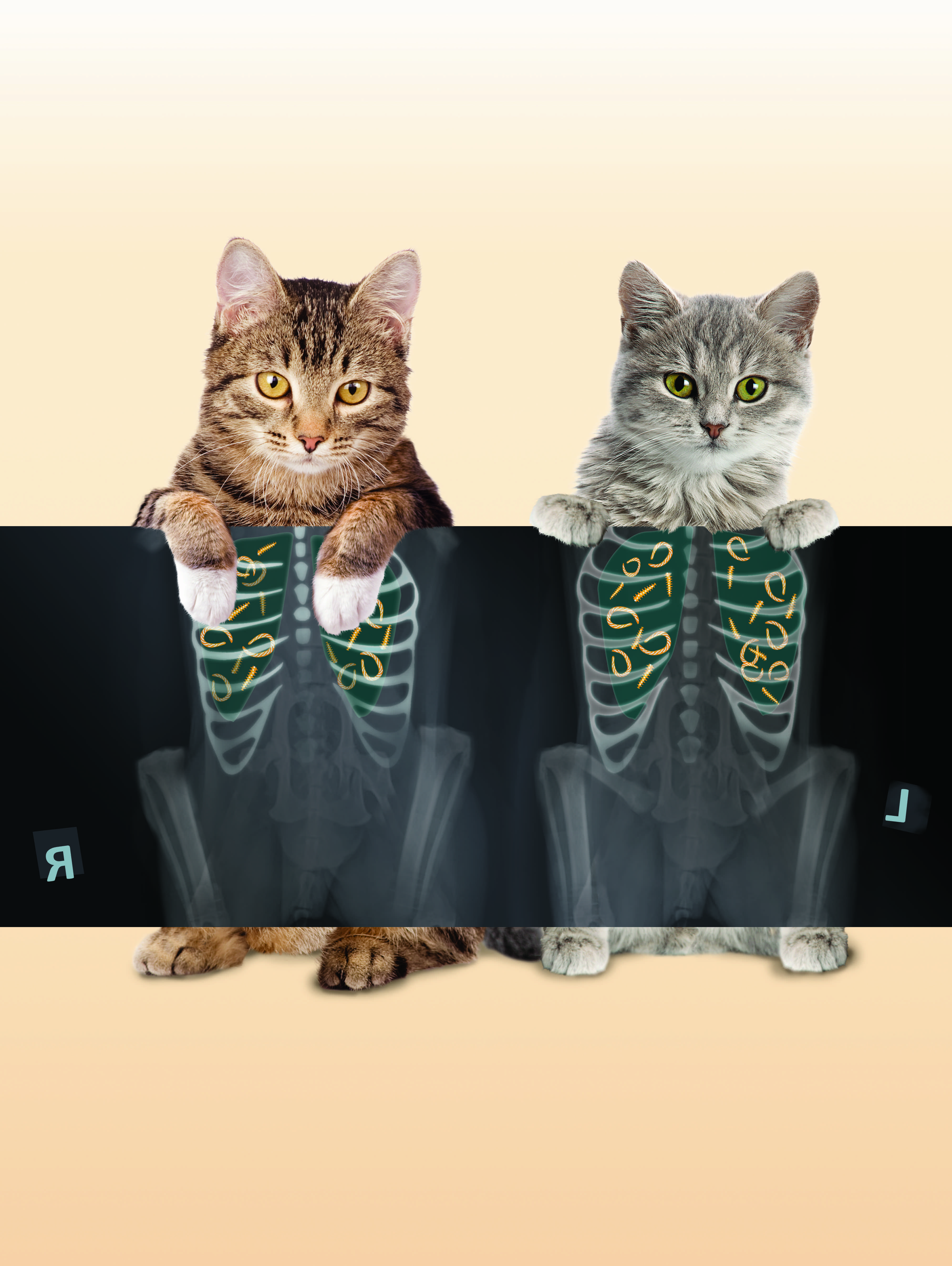 bayer-advocate-cats-worm-x-ray