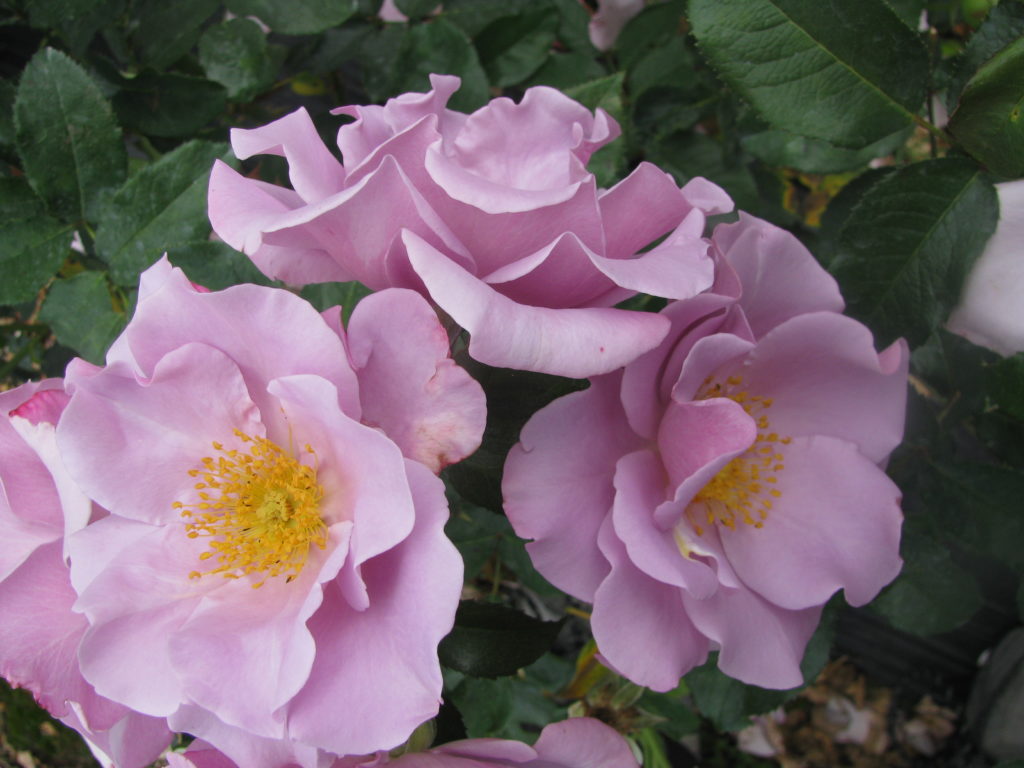 Blueberry Hill Blueberry Hill