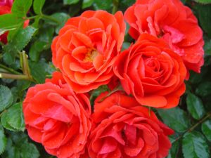 Bright Times - photo credit Rasmussens Nursery