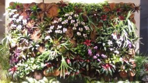 Bromeliad wall