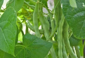 bush-beans