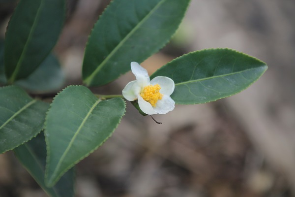 Camellia sinensis produces a relatively insignificant flower