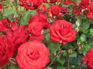 christchurch-remembers