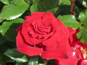 Crimson Bouquet IMG_2456 (1)