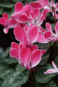 Cyclamen 