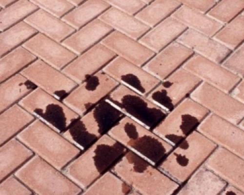 fillwyi1mdailci0mdaixq-oil-on-block-tb