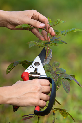 pruning rose with secateurs, closeup