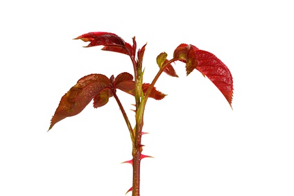 New multicoloured leaf growth on a rose bush with a white background.jpg