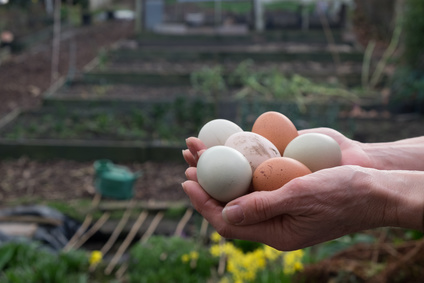 Organic fresh eggs