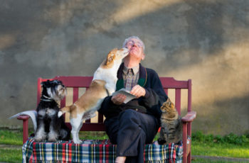 Senior man with dogs and cat on his lap on bench