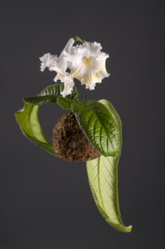 Hanging white flower of streptocarpus in a moss ball over grey background. Japanese art of kokedama.