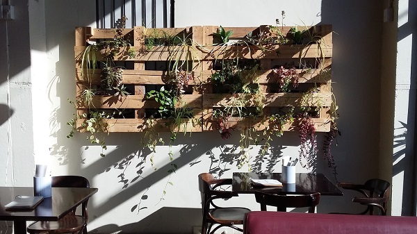 Gorgeous sunny grow walls in Wellintons Trattoria cafe.