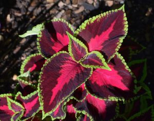 Grow plants from water - coleus 