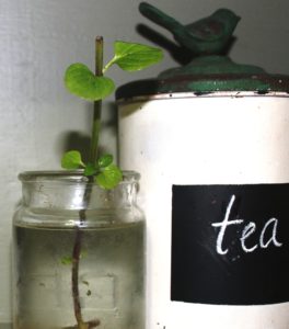 Grow plants in water - Place the glass jar out of direct sunlight