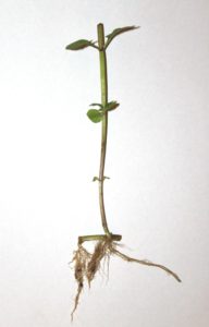 Grow plants in water - Roots develop in days