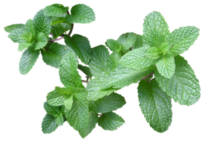 Grow plants in water - mint